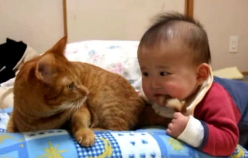 宝宝对着橘猫尾巴一顿咬,以为会被猫咪欺负,结果却令人暖心