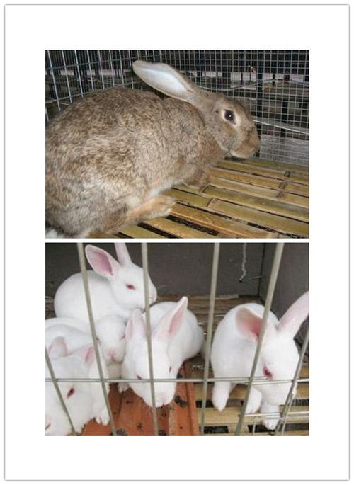 江都市哪里有卖兔子的养殖基地