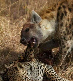 非洲鬣狗杀死花豹,剥皮吞食