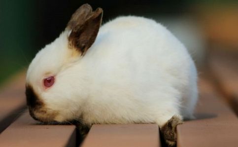 每日一动物 第23009期 荷兰侏儒兔