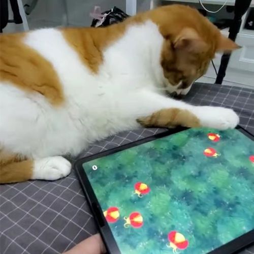 抖音上猫玩踩虫子手机游戏 逗猫玩具