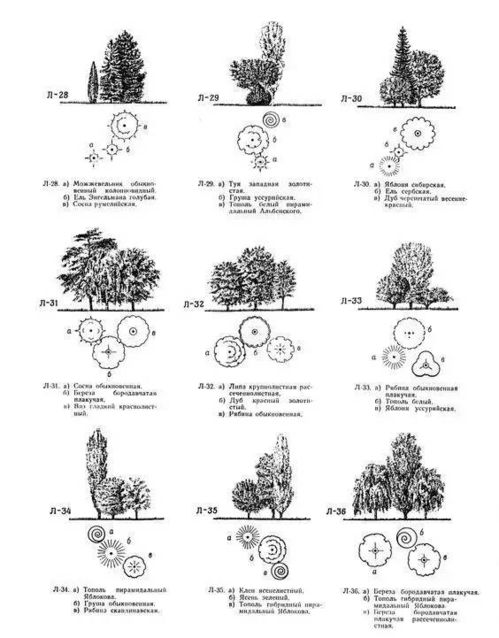 花园植物配置原理 看了就会 