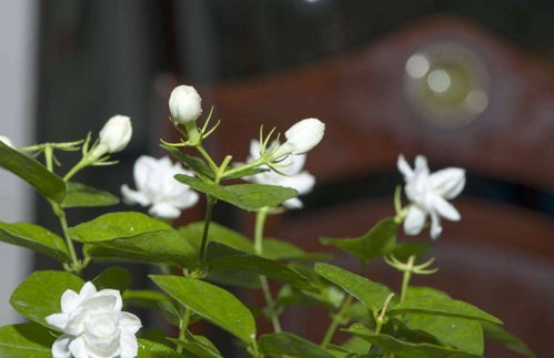 法国香水茉莉花的养殖方法？