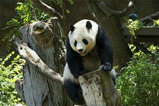 大熊猫的租金堪称动物界最贵 为何外国仍争先恐后来租借