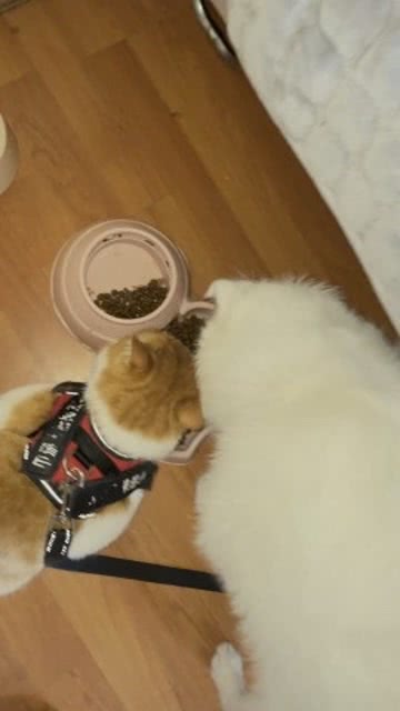 狗子和猫猫一起吃猫粮 