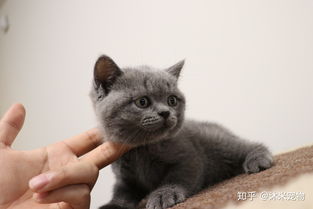 坐标上海,有没有靠谱的英短美短猫舍推荐 