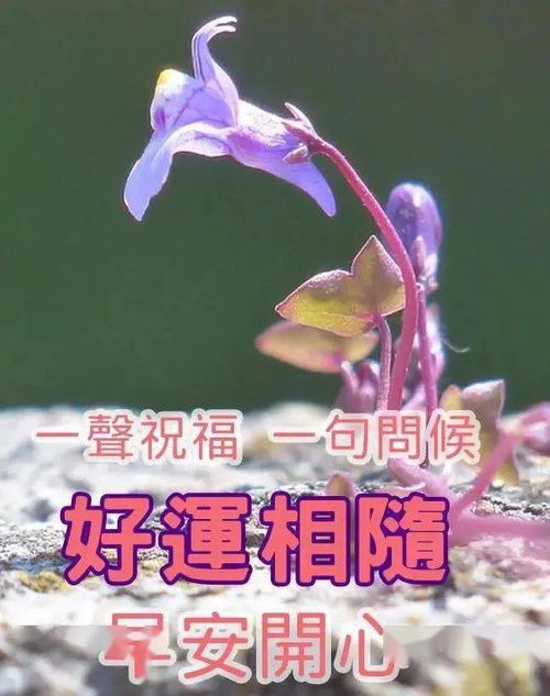 6月4日漂亮早上好祝福语动态图片大全 祝福朋友万事如意平安顺心问候语录句子