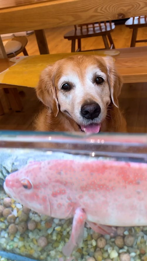 狗子居然把家里养的鱼给吃了 