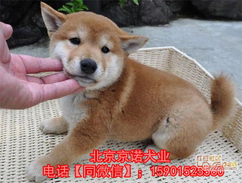 北京柴犬价位多少 北京什么地方有卖柴犬 北京柴犬犬舍 