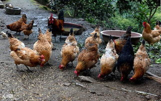 鸡冠发白的原因及防治方法,农村养鸡，出现鸡冠苍白的情况，应该如何应对