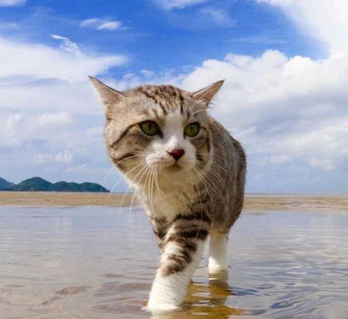 猫咪会游泳吗 路遇流浪猫溺水如何正确施救