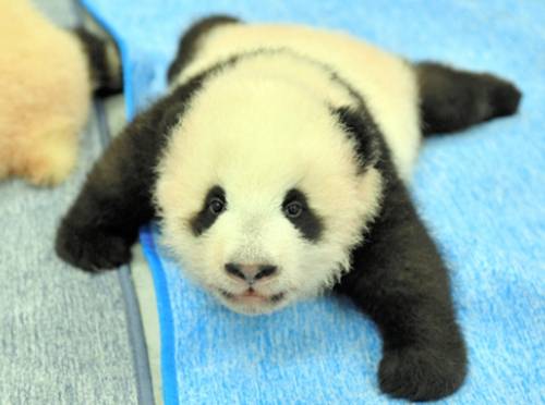 日本上野动物园龙凤胎大熊猫正式命名 再度掀起大熊猫热