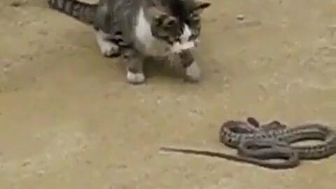 猫和蛇谁的反应速度更快