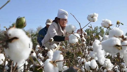 在新疆拾棉花是怎样的体验 拾过棉花的进来看看吧
