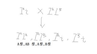 AB型血与A型生的小孩会有哪些血型