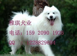 标题 广州萨摩耶犬 出售微笑天使萨摩耶 纯种萨摩耶犬价格 