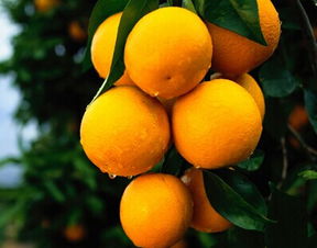 夏天吃橙子是反季节吗 7月橙子是应季水果吗