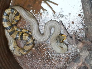 门头沟妙峰山发现的一种黄黑相间的蛇是什么蛇 