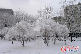 北京初春普降罕见大雪 