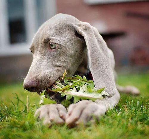 狗狗吃草不需要阻止 当心那些对狗有害的植物