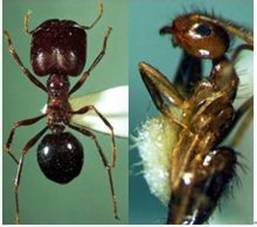蚂蚁的特性是什么