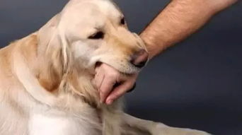 宠物每日小知识 狗狗咬人的10个原因