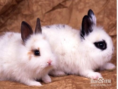 摩羯座适合养的兔子有哪些 摩羯座适合养什么兔子