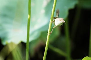 做梦梦到花轿