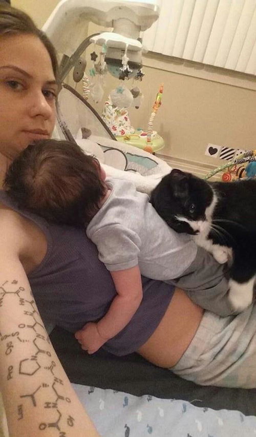 女铲屎官怀孕后,猫咪变得母爱十足,原来是另有打算
