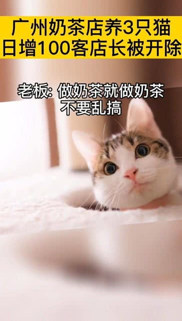 奶茶店里面养可爱猫咪,到底好不好呢,我感觉挺好的 