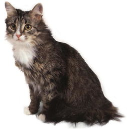 西伯利亚森林猫和挪威森林猫,西伯利亚森林猫的另一个名字？