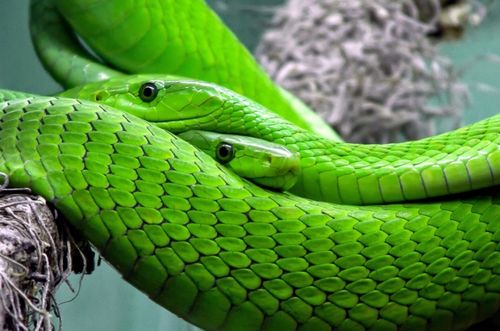 做梦梦到一条大绿蛇是什么意思