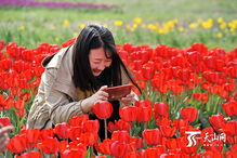 乌鲁木齐 郁金香花开正艳