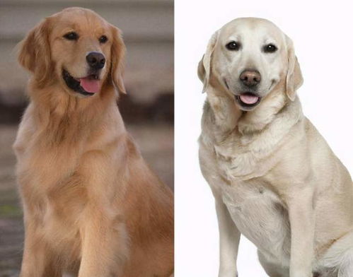 拉布拉多犬和金毛犬,都是无攻击性犬种,该选哪个好