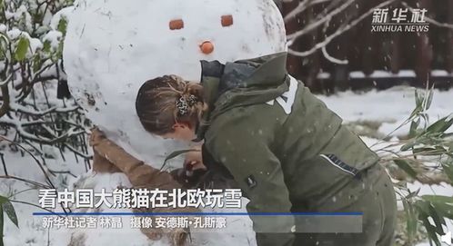 这也太可爱的了吧,中国大熊猫在北欧玩雪