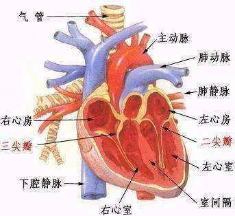 慢性肺源性心脏病肺动脉高压 