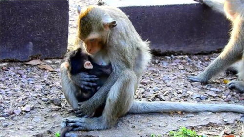 猴妈妈肚子挂着一只猴宝宝,这样实在是太累了 