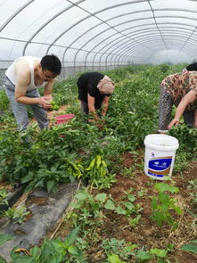 帮扶队带着村民到县城卖菜致富 