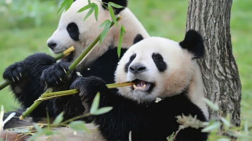 大熊猫随时随地都在吃,大熊猫 我吃胖不用减肥,你们能行吗 