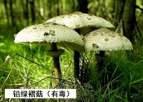 敲警钟 野生毒蘑菇生长旺盛,快来认清增城常见的品种