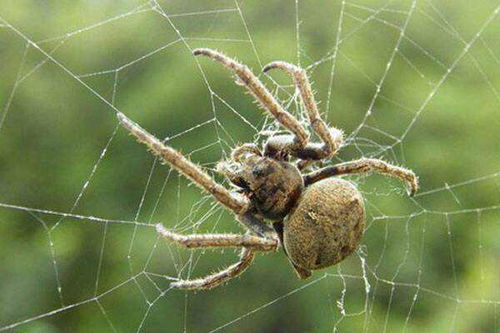 有一种家里的蜘蛛尾部圆圆的,腿短短的,是什么蜘蛛 