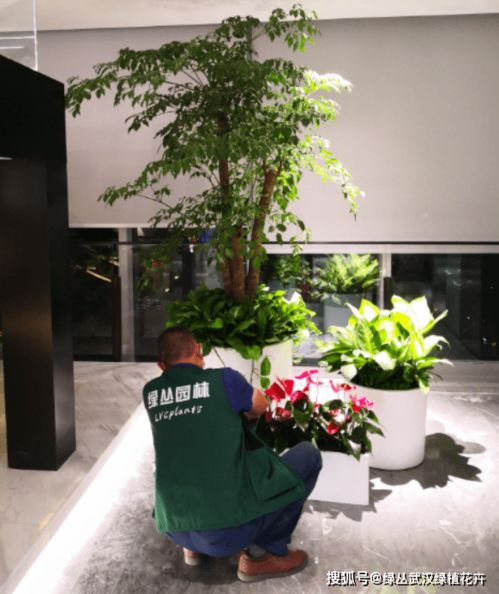 武汉绿植租赁公司 办公室内好养的大型绿植有哪些品种