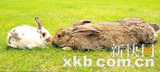 英国85cm巨兔冲击吉尼斯世界纪录