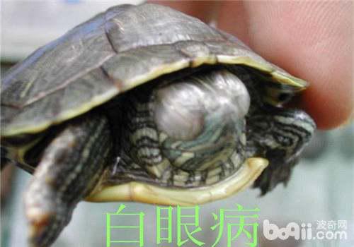 巴西龟眼睛发白肿了睁不开是什么原因 