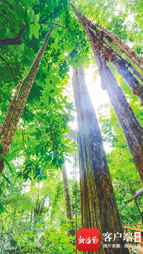 海南 热带雨林 万物生长 