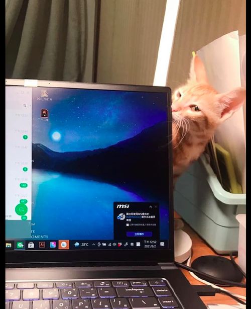 网友要在家工作,猫咪却把电脑占领了,猫 工作比撸猫还重要吗