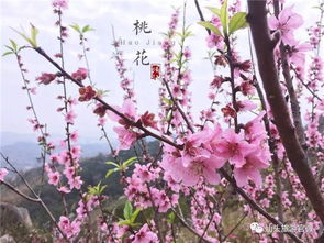 巨峰寺桃花什么时候开放