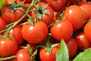 西红柿可以减肥 