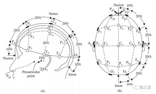 EEG中的10 20和10 10标准导联是如何确定电极位置的