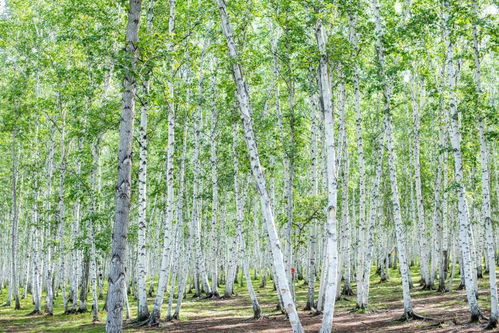 呼伦贝尔的四季里,藏着超有格调的白桦林,这里有看不尽的风景